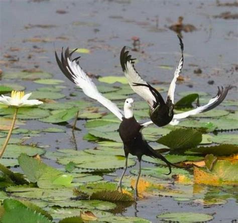 一隻水 外流|台南冬季水雉調查突破3千隻創新高 受惠菱角田略增 